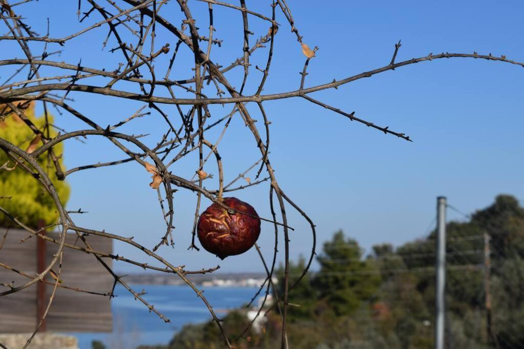 Néos PírgosΟλόκληρος Όροφος Αγροτική Οικίαアパートメント エクステリア 写真