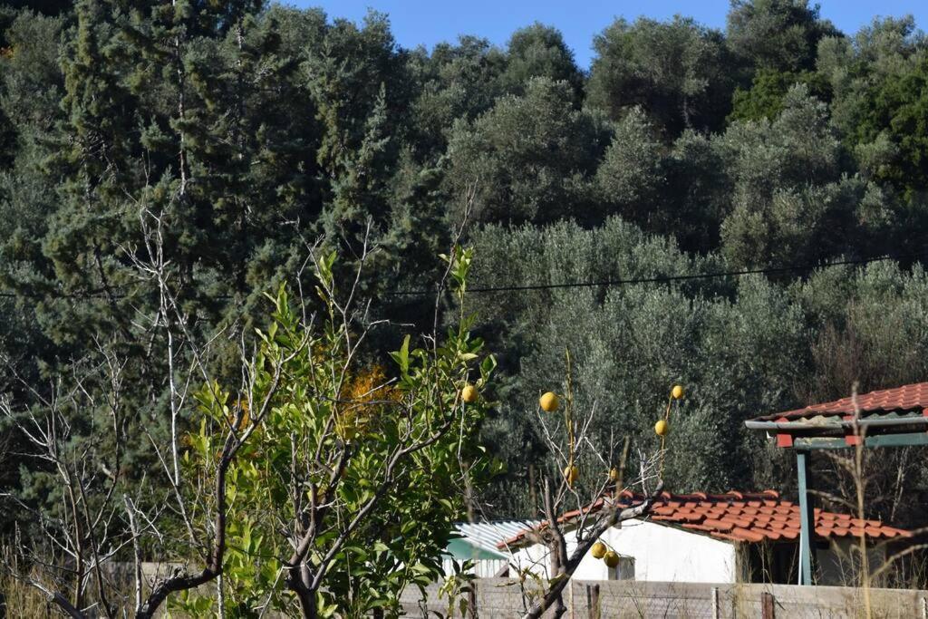 Néos PírgosΟλόκληρος Όροφος Αγροτική Οικίαアパートメント エクステリア 写真